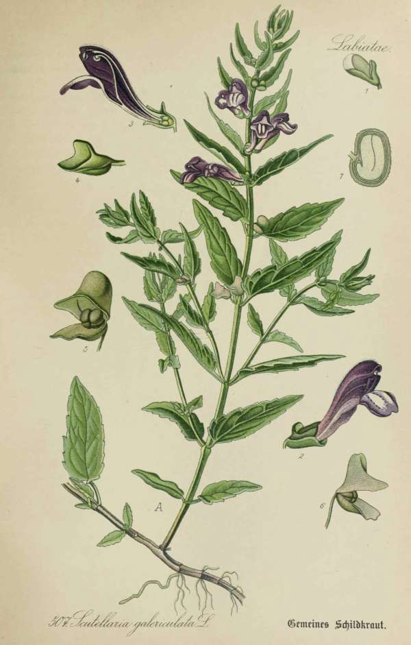 Gyógynövények, homeopátia, népi gyógyászat -9 – Csukóka Dr. Thomé  Botanika